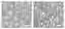 Fig. 03 - Engineering reversible elasticity in ductile or brittle thin films and products resulting from said engineering