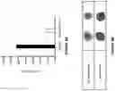 Fig. 09 - Derivatives of sulindac can protect normal cells against oxidative damage