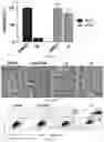 Fig. 05 - Substituted β-lapachones for treating cancer