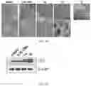 Fig. 07 - Substituted β-lapachones for treating cancer