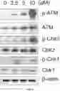 Fig. 12 - Substituted β-lapachones for treating cancer