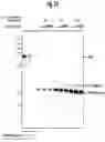 Fig. 22 - SITE-SELECTIVE FUNCTIONALIZATION OF PROTEINS USING TRACELESS AFFINITY LABELS