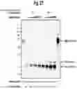 Fig. 28 - SITE-SELECTIVE FUNCTIONALIZATION OF PROTEINS USING TRACELESS AFFINITY LABELS