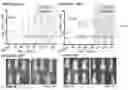 Fig. 25 - Peptides capable of reactivating p53 mutants