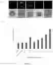 Fig. 03 - Agrobacterium derived cell penetrating peptides as nanocarriers