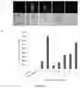 Fig. 05 - Agrobacterium derived cell penetrating peptides as nanocarriers