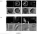 Fig. 06 - Agrobacterium derived cell penetrating peptides as nanocarriers
