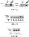 Fig. 11 - MODULATION OF THE IMMUNE RESPONSE
