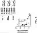 Fig. 12 - MODULATION OF THE IMMUNE RESPONSE