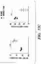 Fig. 26 - MODULATION OF THE IMMUNE RESPONSE