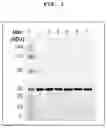 Fig. 02 - Factor H binding protein variants and methods of use thereof