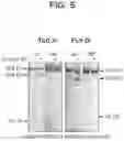 Fig. 18 - Compositions relating to a mutant clostridium difficile toxin and methods thereof