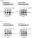 Fig. 06 - RNA-binding protein