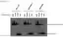 Fig. 07 - RNA-binding protein