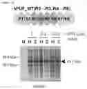 Fig. 12 - RNA-binding protein