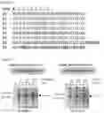 Fig. 17 - RNA-binding protein