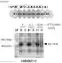 Fig. 18 - RNA-binding protein