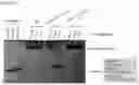 Fig. 19 - RNA-binding protein