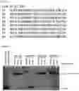 Fig. 21 - RNA-binding protein