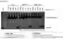 Fig. 22 - RNA-binding protein