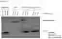 Fig. 24 - RNA-binding protein