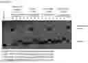 Fig. 33 - RNA-binding protein