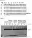 Fig. 43 - RNA-binding protein