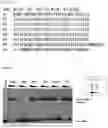 Fig. 44 - RNA-binding protein