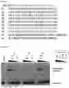 Fig. 48 - RNA-binding protein