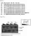Fig. 58 - RNA-binding protein