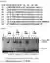 Fig. 64 - RNA-binding protein