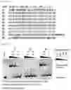 Fig. 76 - RNA-binding protein