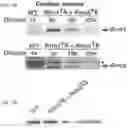 Fig. 24 - Micro-dystrophins and related methods of use