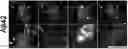 Fig. 01 - STEM CELL MODEL OF APOE GENOTYPE AND Abeta42-DEPENDENT NEURODEGENERATION AND METHODS OF USING THE SAME