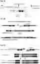 Fig. 02 - STEM CELL MODEL OF APOE GENOTYPE AND Abeta42-DEPENDENT NEURODEGENERATION AND METHODS OF USING THE SAME