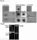 Fig. 05 - STEM CELL MODEL OF APOE GENOTYPE AND Abeta42-DEPENDENT NEURODEGENERATION AND METHODS OF USING THE SAME