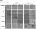 Fig. 06 - STEM CELL MODEL OF APOE GENOTYPE AND Abeta42-DEPENDENT NEURODEGENERATION AND METHODS OF USING THE SAME
