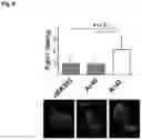 Fig. 07 - STEM CELL MODEL OF APOE GENOTYPE AND Abeta42-DEPENDENT NEURODEGENERATION AND METHODS OF USING THE SAME