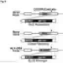 Fig. 09 - STEM CELL MODEL OF APOE GENOTYPE AND Abeta42-DEPENDENT NEURODEGENERATION AND METHODS OF USING THE SAME