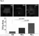 Fig. 10 - STEM CELL MODEL OF APOE GENOTYPE AND Abeta42-DEPENDENT NEURODEGENERATION AND METHODS OF USING THE SAME