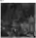 Fig. 13 - STEM CELL MODEL OF APOE GENOTYPE AND Abeta42-DEPENDENT NEURODEGENERATION AND METHODS OF USING THE SAME