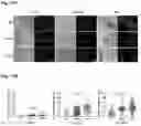 Fig. 19 - STEM CELL MODEL OF APOE GENOTYPE AND Abeta42-DEPENDENT NEURODEGENERATION AND METHODS OF USING THE SAME