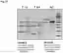 Fig. 32 - STEM CELL MODEL OF APOE GENOTYPE AND Abeta42-DEPENDENT NEURODEGENERATION AND METHODS OF USING THE SAME