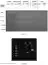 Fig. 06 - Engineered opsonin for pathogen detection and treatment
