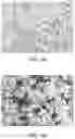 Fig. 07 - METHODS OF MODULATING IMMUNE RESPONSES USING BCMA POLYPEPTIDE