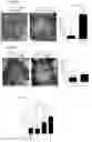 Fig. 20 - Prevention of tissue ischemia and related methods