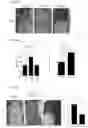 Fig. 24 - Prevention of tissue ischemia and related methods