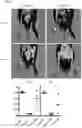 Fig. 28 - Prevention of tissue ischemia and related methods