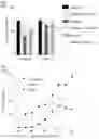 Fig. 43 - Prevention of tissue ischemia and related methods