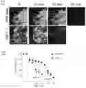 Fig. 44 - Prevention of tissue ischemia and related methods